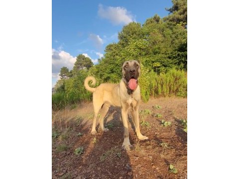 Dev yavru 90 üzerı anadolu çoban köpeği