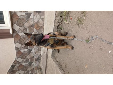 4 aylık dişi belçika malinois