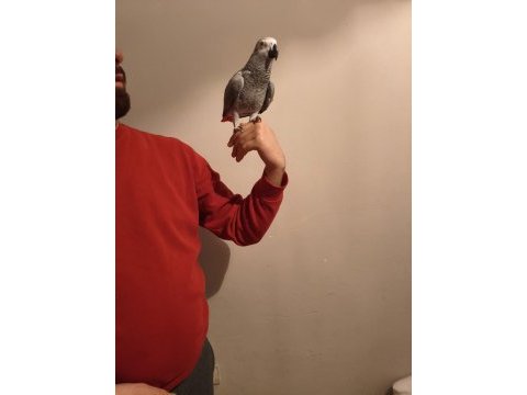 Acil jako papağanı