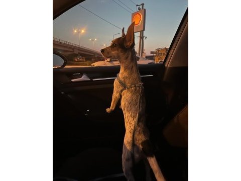 Beyaz pinscher