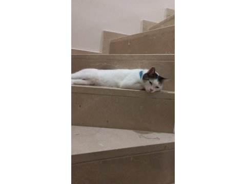 Lütfen beni sahiplenin sahibimin alerjisi çıktı