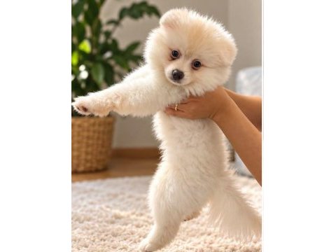 Yavru pomeranian