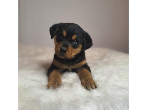 Rottweiler kızımız