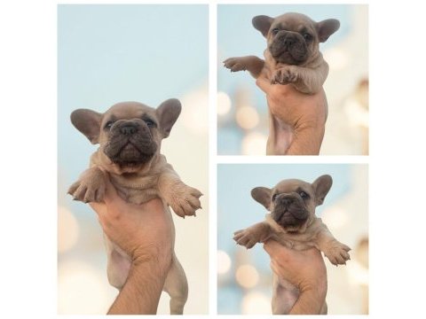 French bulldog blue fawn erkek dişi izmir