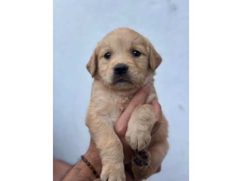 Orjinal golden retriever yavrular için geç kalmayın