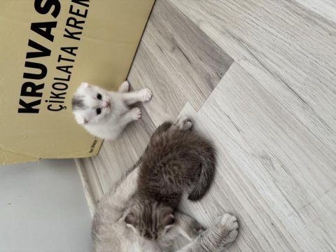Scottish fold kedilerimiz