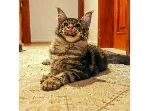 Şecereli dernek kayıtlı eğlence yumağı maine coon noisy