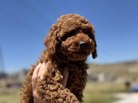 Ankaranın en güzel toy poodle yavruları