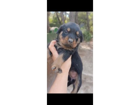 Dişi erkek rottweiler