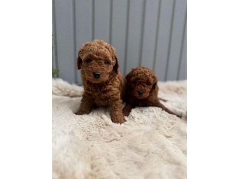 Evinizin neşesi olucak toy poodle yavrular 