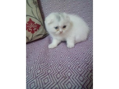 Scottish fold yavru