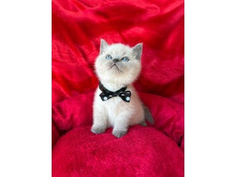55 günlük erkek british shorthair yavrular