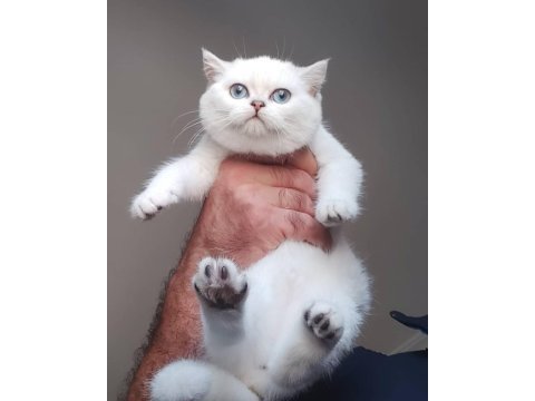 British shorthair yavruları