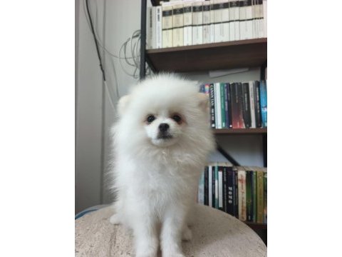 Pomeranian bebekler