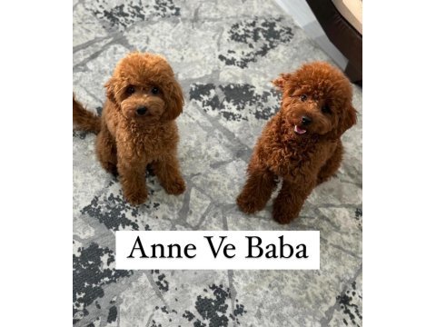 2,5 aylık teacup poodle