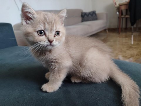 2 aylık brıtısh shorthaır yavru