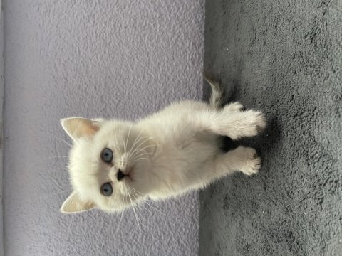 British shorthair yavrularımız