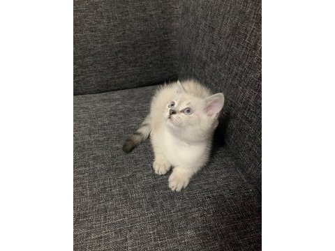 Sevimli cadı kedimiz yeni yuva arıyor