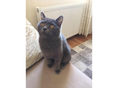 British shorthair gri 11 aylık kedimiz