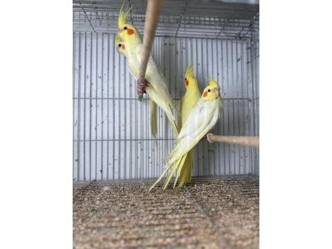 Lutino sultan papağanı yavrularım hazır