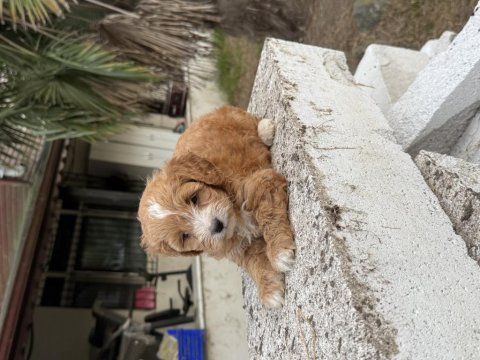 Maltipoo güzelliği 