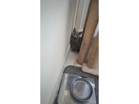 Minnoş saf ırk british shorthair
