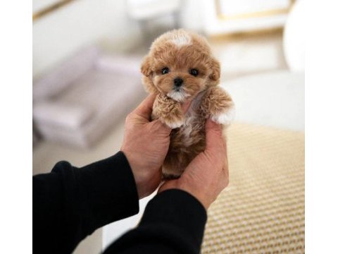 Gülen yuz maltipoo bebek köpekler