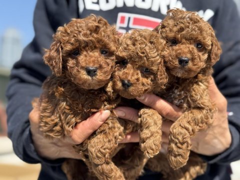 Ankaranın en seçkin redbrown kore toy poodle ları