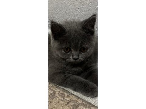 45 günlük dişi british longhair