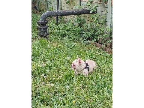 Beyaz kelebek french bulldog