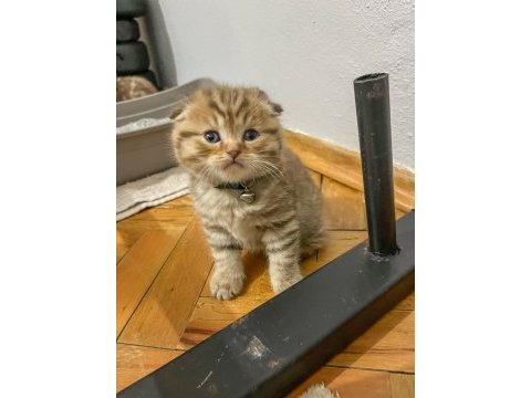 Ev ortamından british ve scottish fold yavrular