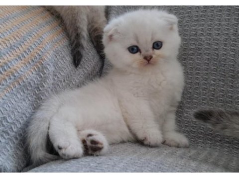 Golden british shorthair bebekler