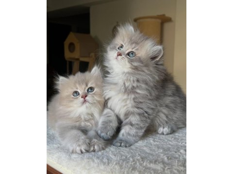 British longhair yavruları