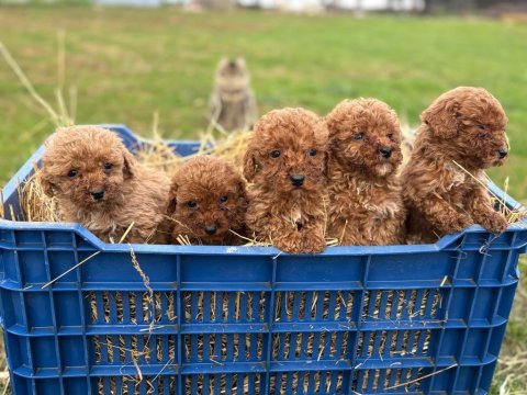 Çok sağlıklı poodle yavrular