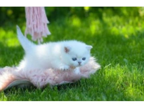 British shorthair dişi yavru