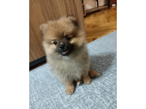 Miniş pomeranian erkekler