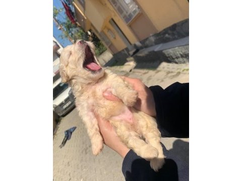 Terrier 45 günlük dişi