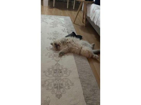 İran kedisi kızım mia
