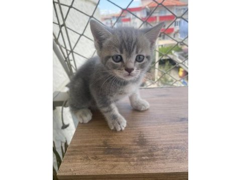 Scottish fold bebekler bebeği