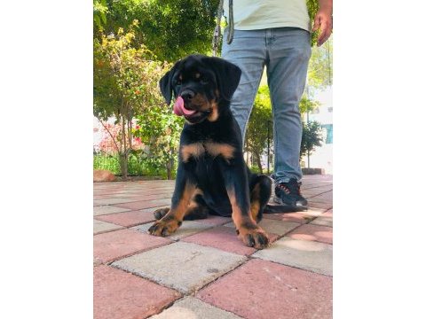 Şampiyon rottweiler yavrumuz