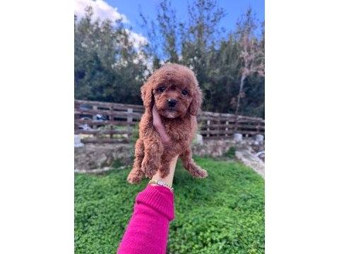 Kore toy poodle ruhsatlı bayiden