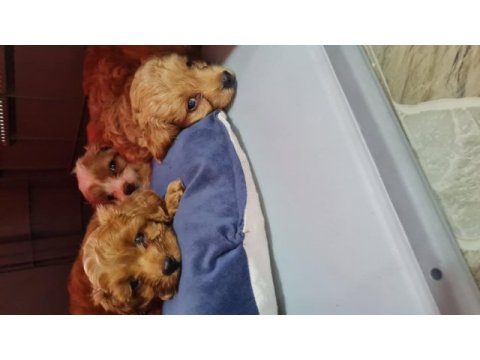 Maltipoo yavrumuz