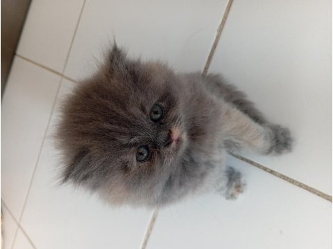 British longhair lilak anne scottish baba çikolata