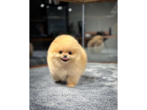 Aa kalite safkan garantili pomeranian yavrular