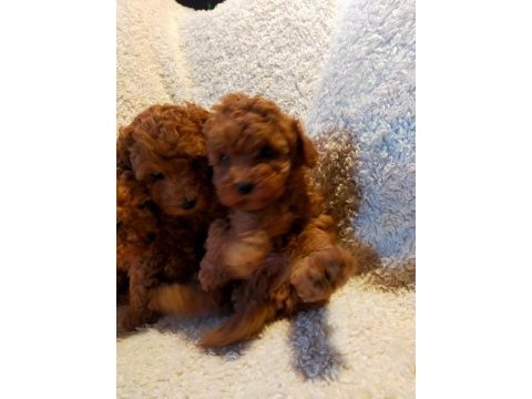 Ankaranın en seçkin redbrown toy poodle yavrularımız