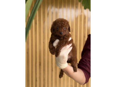 Referans yavru poodle