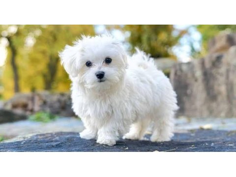 Muhteşem güzellikte maltese yavrularımız
