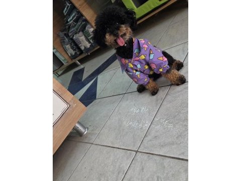 9 aylık dişi eğitimli çok özel toy poodle