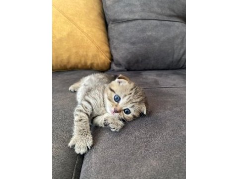 4 yavru kedimiz saf scottish fold
