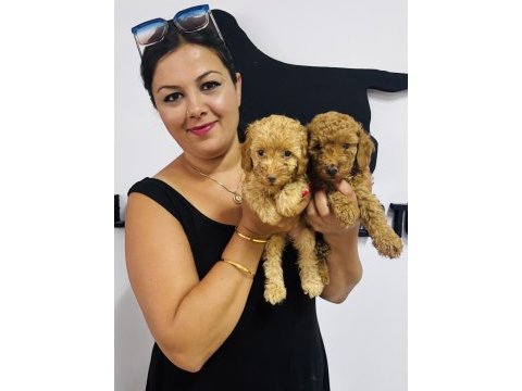 Ufacık toy poodle yavrularım